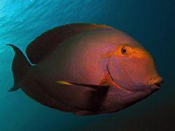 Are you staring at me? Taken In Tulamben With Canon S80. by Edvin Eng 